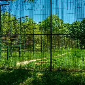 passing between siberian tiger and jaguar
