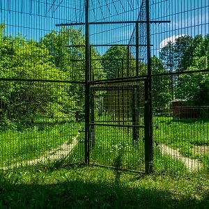 passing between siberian tiger and jaguar