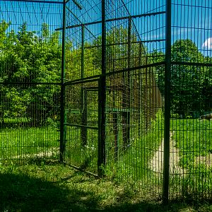 passing between siberian tiger and jaguar