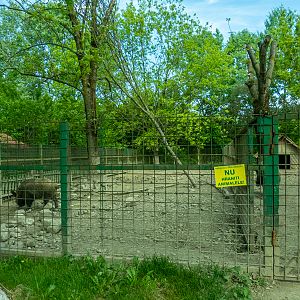 enclosure of wild boar