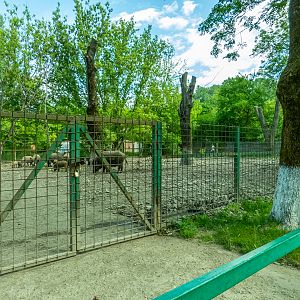 enclosure of wild boar