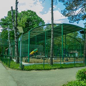 enclosure of hamadryas baboon