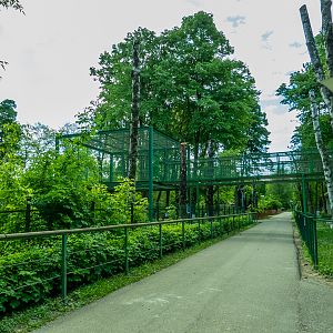 enclosure of hamadryas baboon