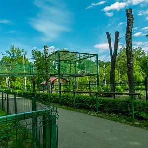 enclosure of hamadryas baboon