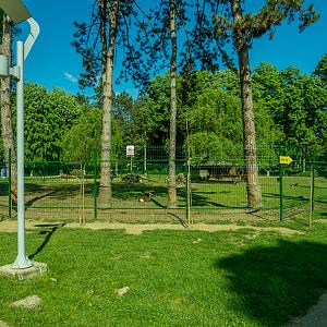 enclosure of mouflon