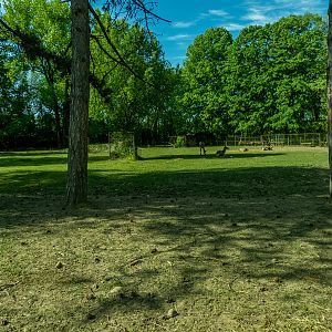 enclosure of carpathian red deer