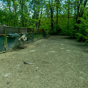enclosure of ostrich