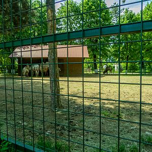 enclosure of bactrain camel