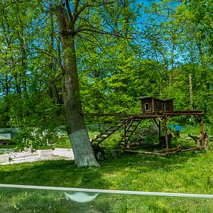 enclosure of raccoons