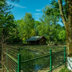 enclosure of water buffalo