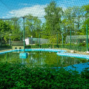 enclosure of ducks and goose