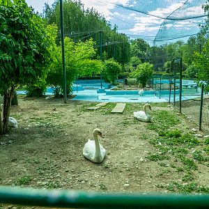 enclosure of ducks and goose