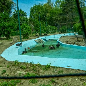 enclosure of ducks and goose