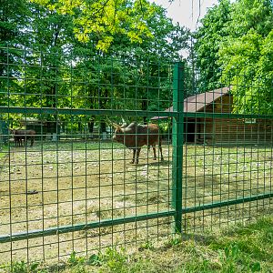 enclosure of ancole watussi