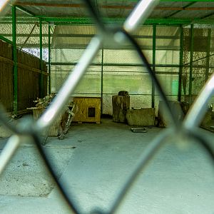 enclosure of european wild cat