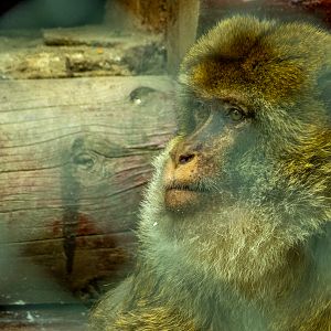 Barbary macaque (Macaca sylvanus)