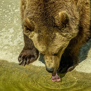 Brown bear (Ursus arctos)