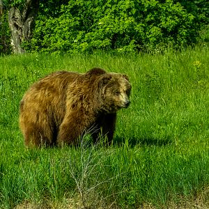 Brown bear (Ursus arctos)