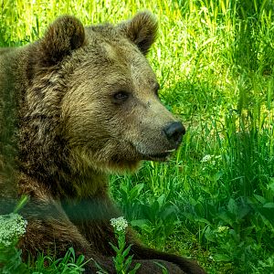 Brown bear (Ursus arctos)