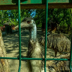 Emu (Dromaius novaehollandiae)