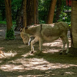 domestic donkey