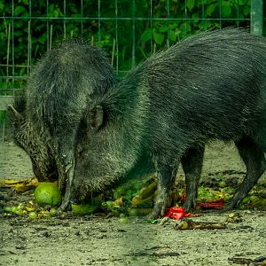 Collared peccary (Dicotyles tajacu)