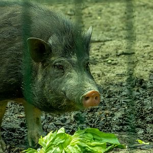 Vietnamese Pot-bellied