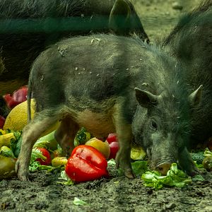 Vietnamese Pot-bellied