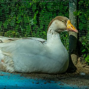 domestic goose