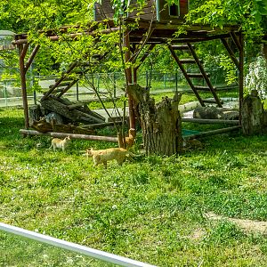 domestic cat (in the raccoon's enclosure)