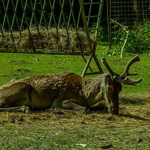 Caucasian red deer (Cervus elaphus)