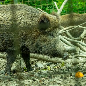 Carpathian wild boar (Sus scrofa)