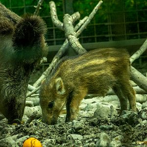 Carpathian wild boar (Sus scrofa)