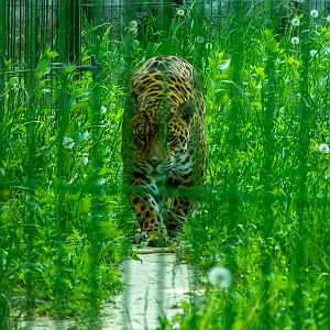 Jaguar (Panthera onca)