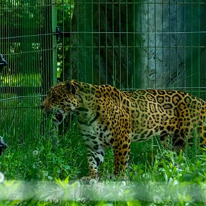 Jaguar (Panthera onca)