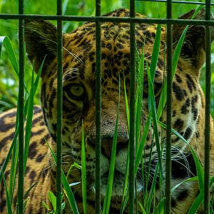 Jaguar (Panthera onca)