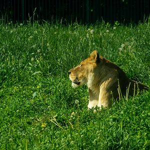 Lion (Panthera leo)