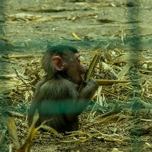 Hamadryas baboon (Papio hamadryas)
