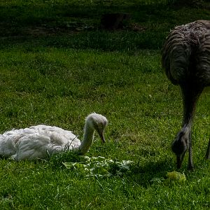 Rhea (Struthio americanus)