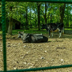 German Black Pied cattle
