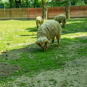 Ratzka sheep