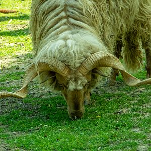 Ratzka sheep