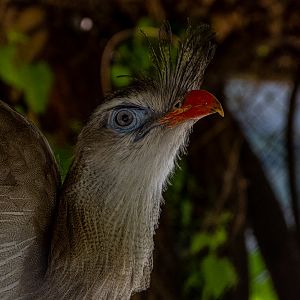 Red-legged seriema (Cariama cristata)