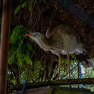 Red-legged seriema (Cariama cristata)