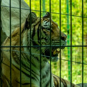Siberian tiger (Panthera tigris tigris)