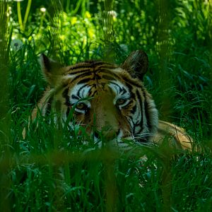 Siberian tiger (Panthera tigris tigris)