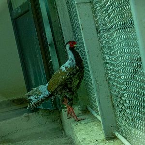 silver pheasant breeding form