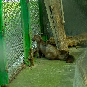 Beech marten (Martes foina)