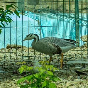 Bar-headed goose (Anser indicus)