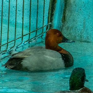 Common pochard (Aythya ferina)